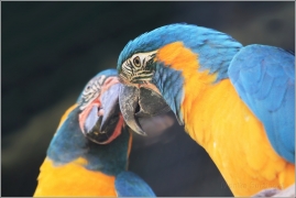 <p>ARA KANINDA (Ara glaucogularis), ZOO Ústí nad Labem</p>